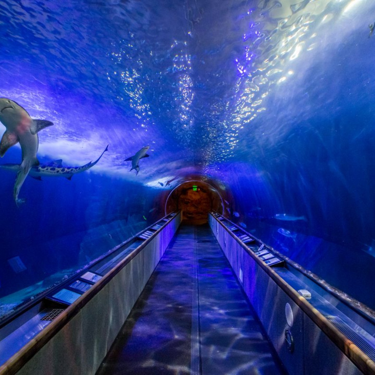 Enjoy 20% OFF at Aquarium of the Bay